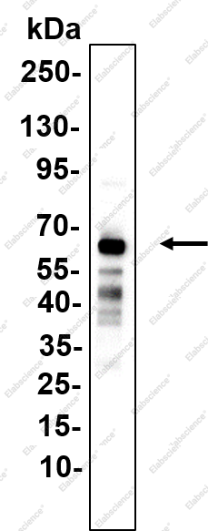 Recombinant NKp46 Monoclonal Antibody - 2
