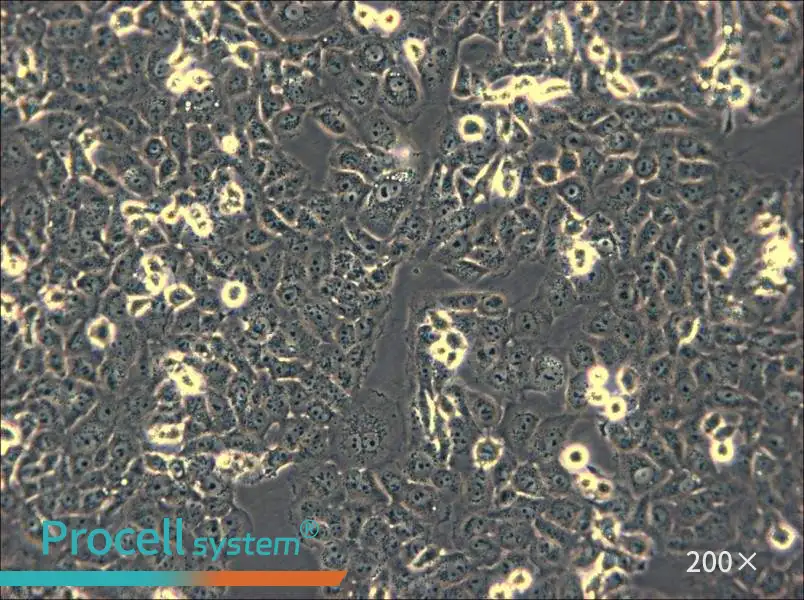 IOMM-Lee Cell Complete Medium - small - 4