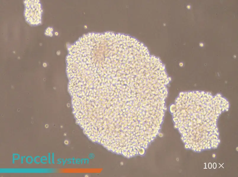 NK-92MI Cell Complete Medium - 3