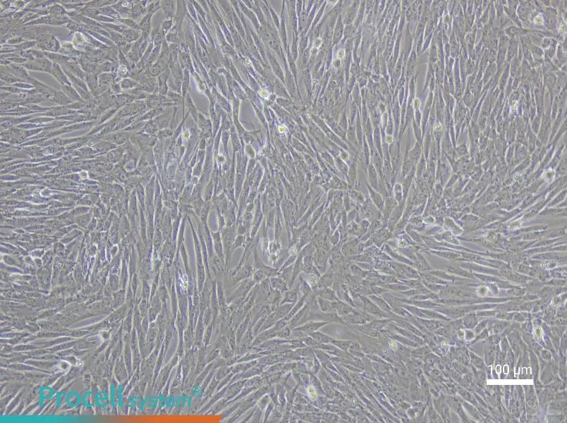 Porcine Adipose-Derived Mesenchymal Stem Cell Complete Medium - 3