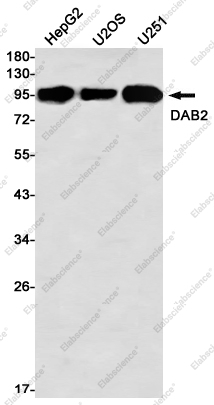 Recombinant DAB2 Monoclonal Antibody - 1