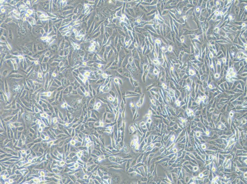 MDA-MB-231 (L15) Cell Complete Medium-searchlist-1