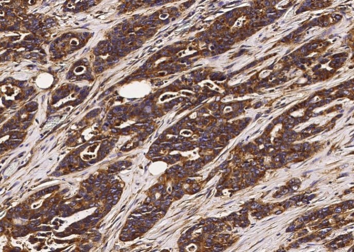 CD164 Monoclonal Antibody - small - 3