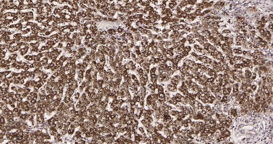 Recombinant Hsp60 Monoclonal Antibody - 2