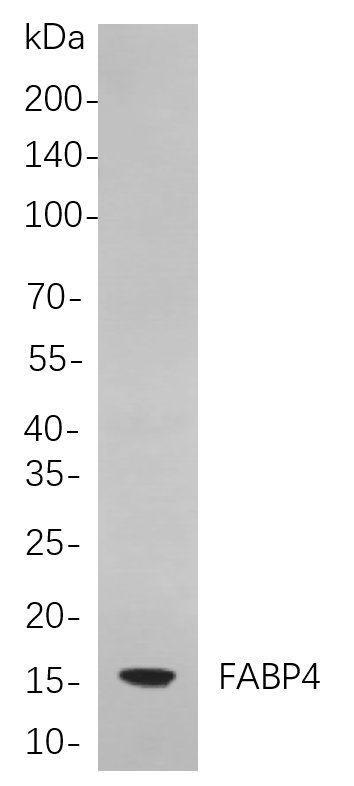 Recombinant FABP4 Monoclonal Antibody-searchlist-1