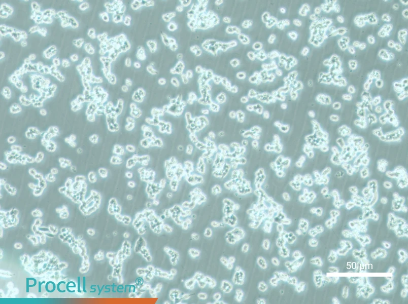 alpha TC1 clone 6 Cell Complete Medium - 6