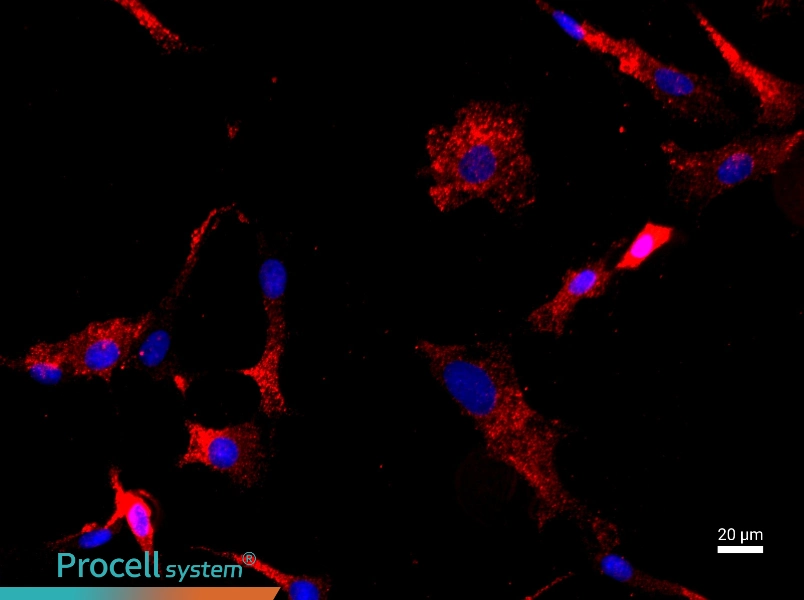 Rat Articular Chondrocyte Complete Medium - 2