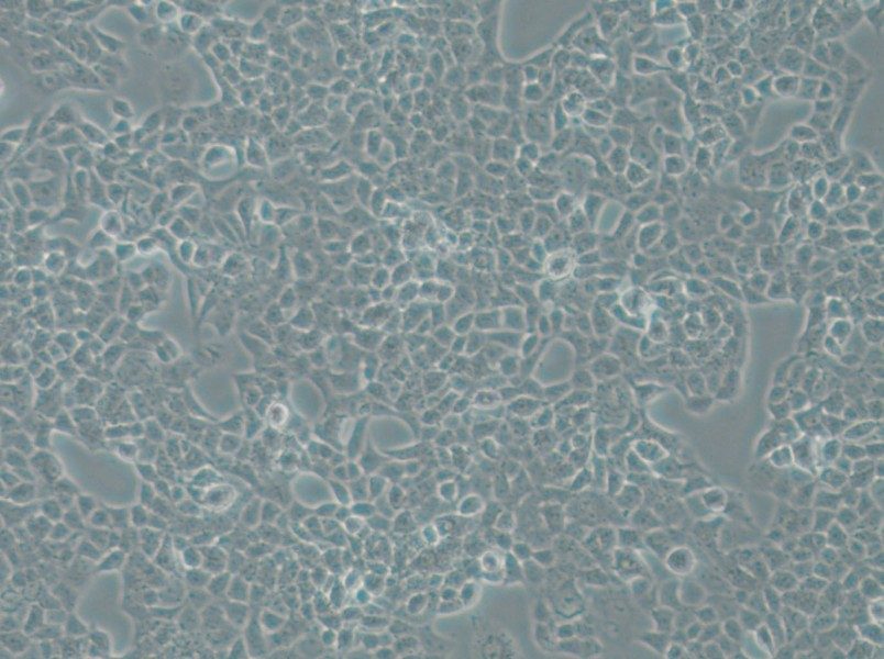 RPMI-2650 Cell Complete Medium - small - 6