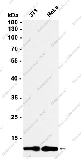 Recombinant DYNLL1 Monoclonal Antibody - 1