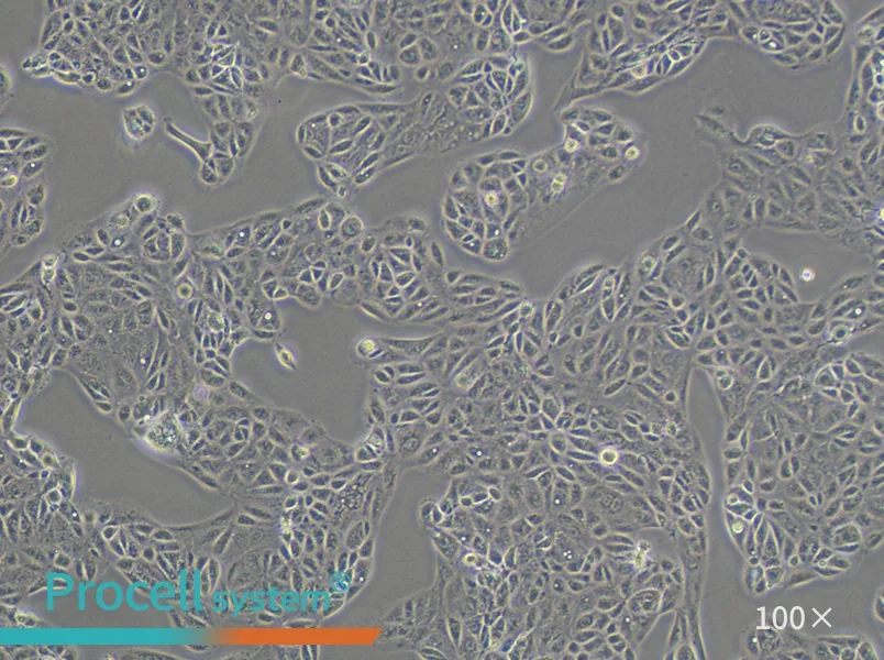 ACHN Cell Complete Medium - 3