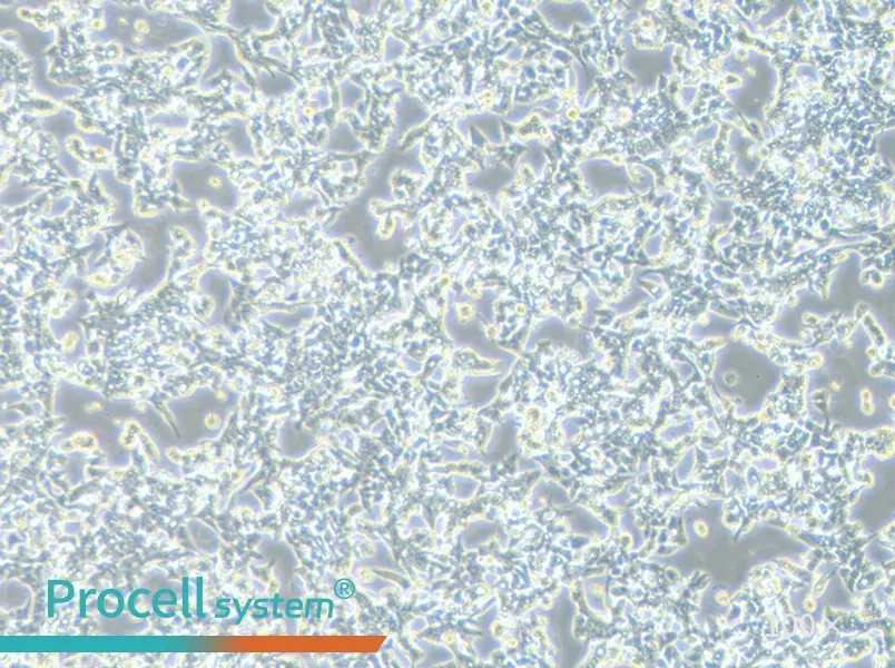 LoVo Cell Complete Medium - 3
