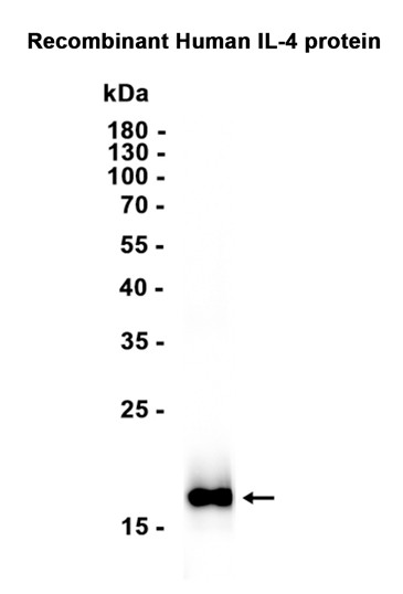 Recombinant IL4/IL-4/Interleukin-4 Monoclonal Antibody - 2