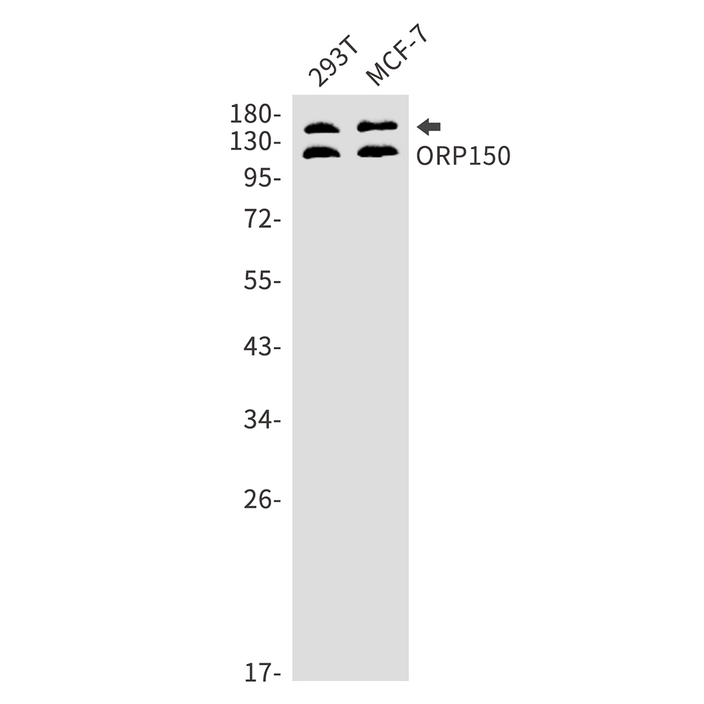 Recombinant ORP150/ORP150/HYOU1/HSP12A Monoclonal Antibody - 1