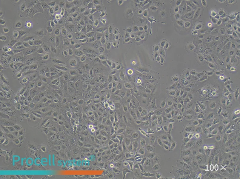 DU 145 Cell Complete Medium - 2