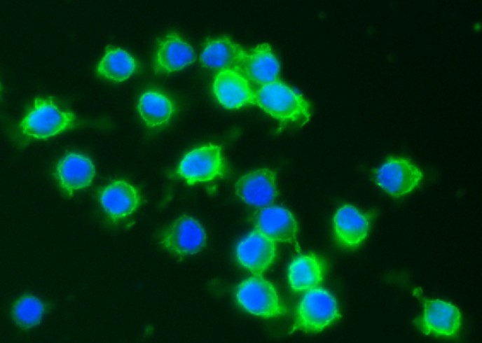 Recombinant CD64/FCGR1 Monoclonal Antibody - small - 2