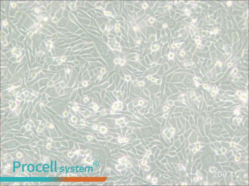 CHO/dhFr- [CHO-DXB11] Cell Complete Medium - small - 5