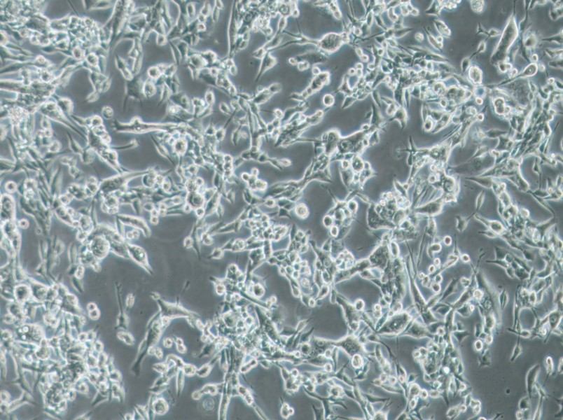 E0771 Cell Complete Medium - 3