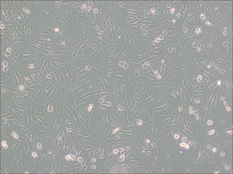 BS-C-1 Cell Complete MediumBS-C-1 Cell Complete Medium - 2