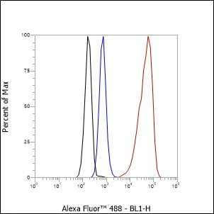 Recombinant STIP1/STI1 Monoclonal Antibody - small - 6