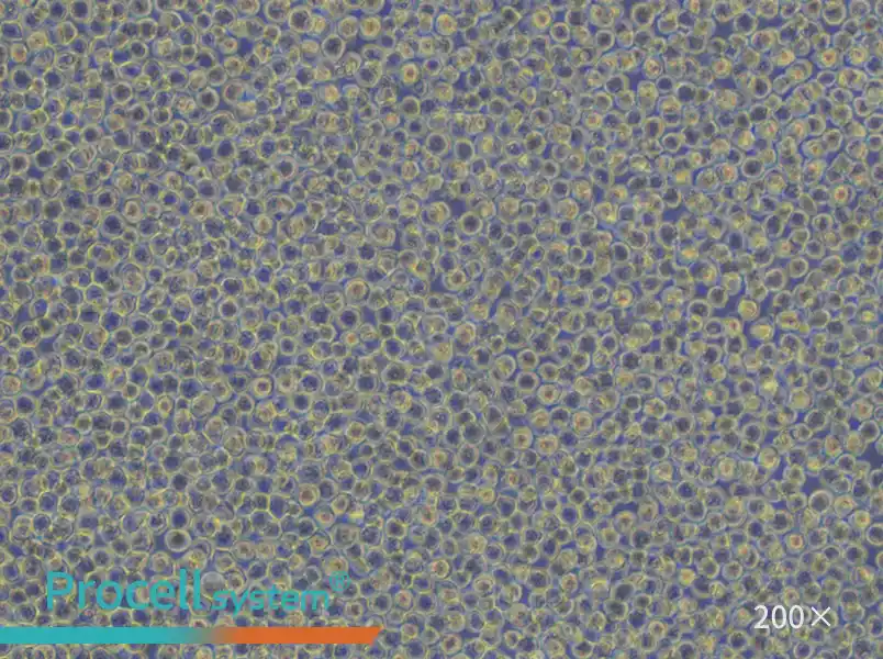 HL-60 Cell Complete Medium - small - 6