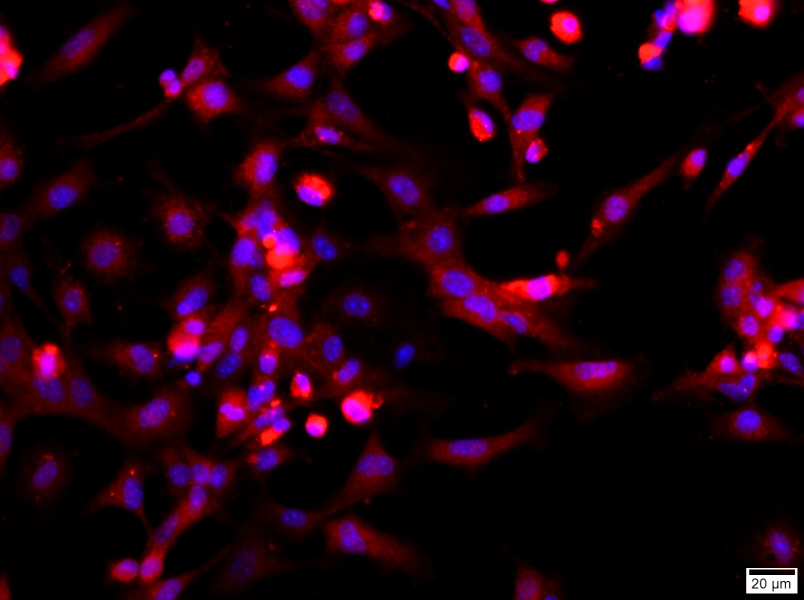 Mouse Alveolar Type II Epithelium Cell Complete MediumMouse Alveolar Type II Epithelium Cell Complete Medium - 2