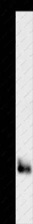 CEBP epsilon Polyclonal Antibody - 1