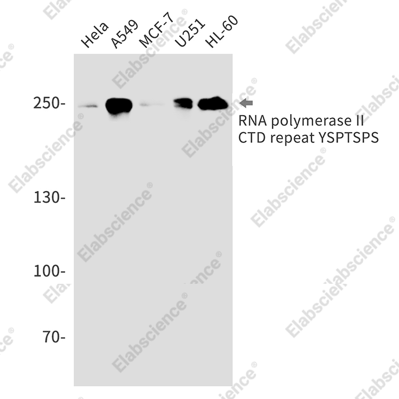 Recombinant RNA polymerase II CTD repeat YSPTSPS Monoclonal Antibody - 1