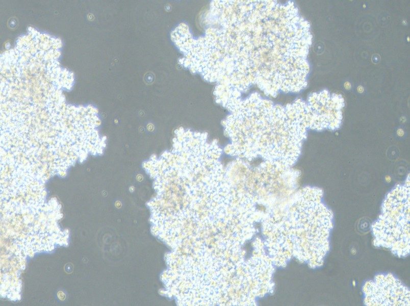 DMS 153 Cell Complete MediumDMS 153 Cell Complete Medium - 3