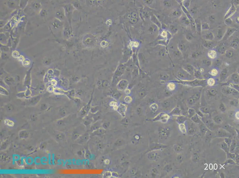 COS-7 Cell Complete Medium - small - 5