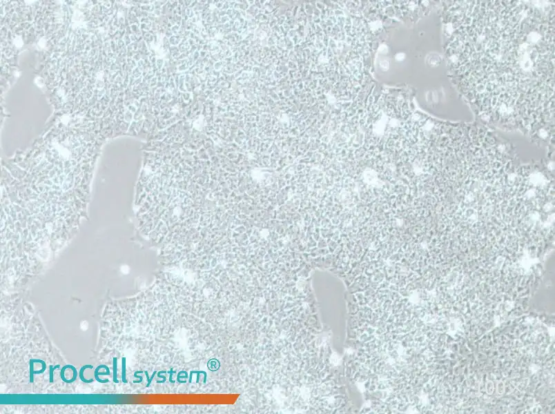 H1 Cell Complete MediumH1 Cell Complete Medium - 2