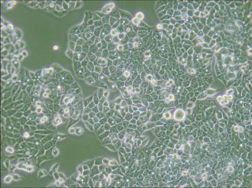 CX-1 Cell Complete Medium - 6