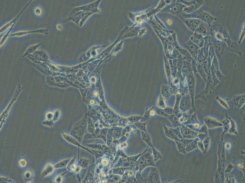 NCI-H446 [H446] Cell Complete Medium - small - 6