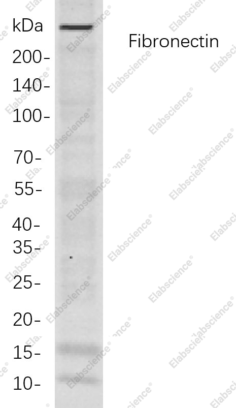Recombinant Fibronectin Monoclonal Antibody - 1