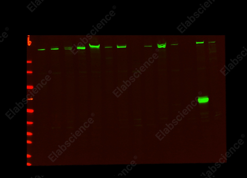 Recombinant ZO1 Monoclonal Antibody - 1