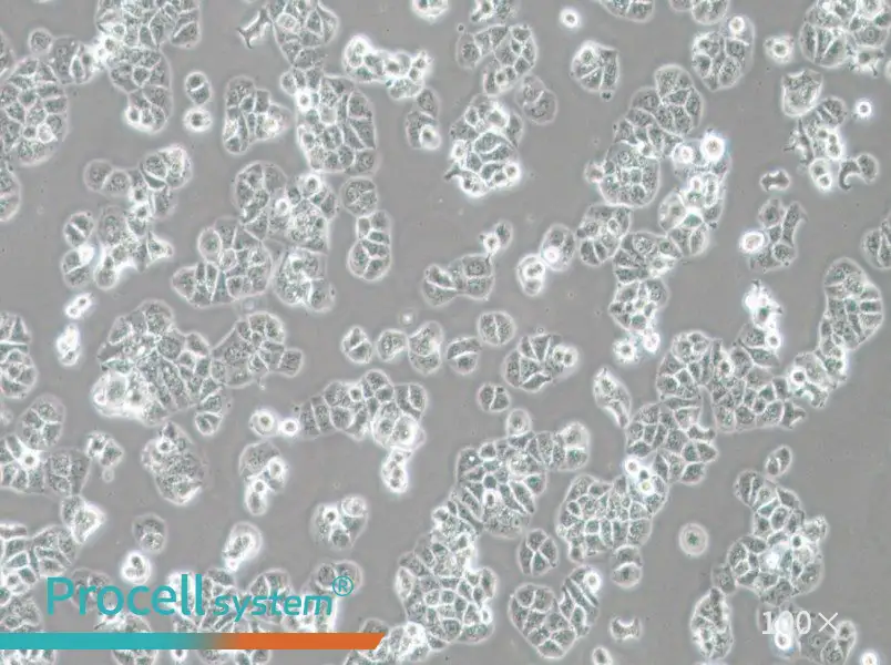 HCC1428 Cell Complete MediumHCC1428 Cell Complete Medium - 2