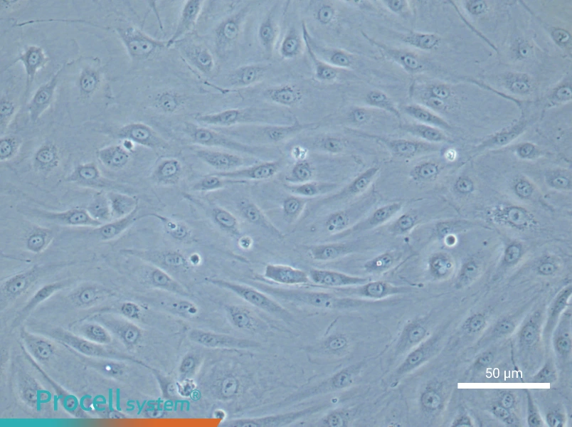 Human Brain Microvascular Endothelial Cell Complete Medium - 6
