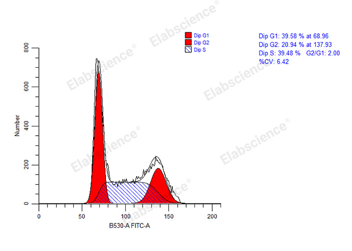 Cell Cycle Assay Kit (Green Fluorescence)-1