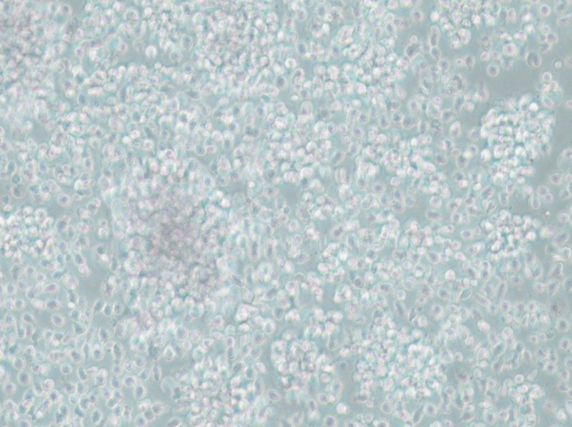 CCRF-SB Cell Complete Medium - small - 4