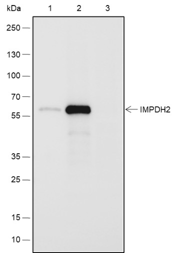 Recombinant IMPDH2 Monoclonal Antibody - small - 3