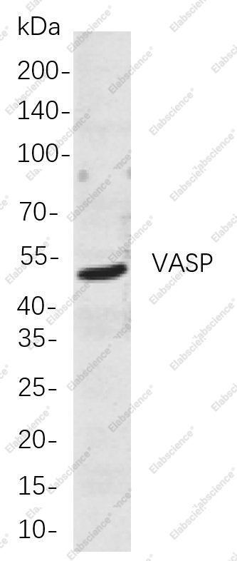 Recombinant VASP Monoclonal Antibody - 1