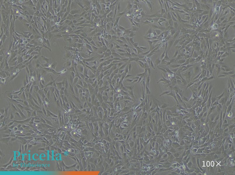 Rat Aortic Endothelial Cells Isolation and Culture Kit - small - 2