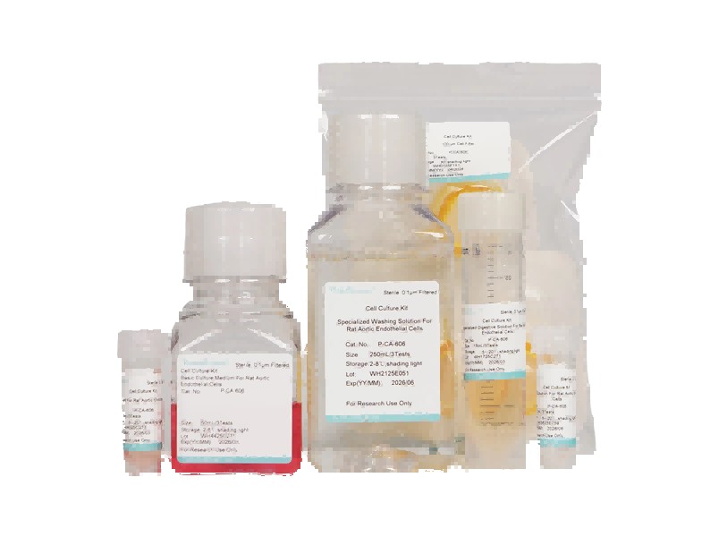 Rat Aortic Endothelial Cell Isolation and Culture Kit