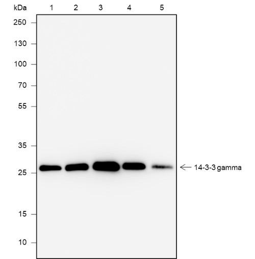 Recombinant 14-3-3 gamma Monoclonal Antibody-searchlist-1