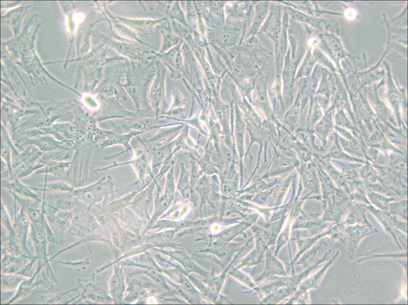 NCI-H2452 [H2452] Cell Complete Medium - small - 5