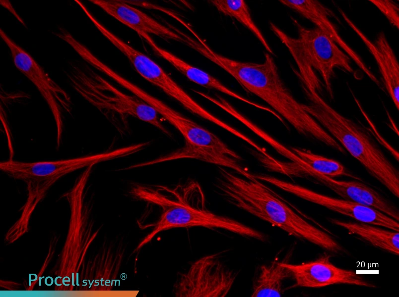 Human Periodontal Ligament Fibroblast Complete Medium - 2