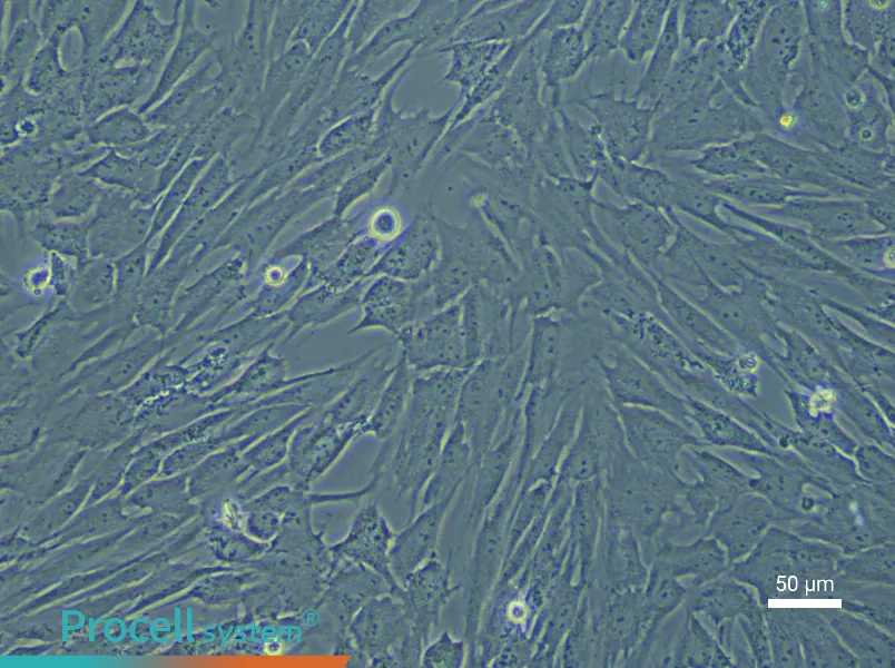 Porcine Preadipocyte Complete Medium - 6