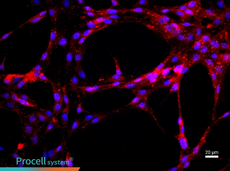 Rat Aortic Endothelial Cell Complete Medium - 2