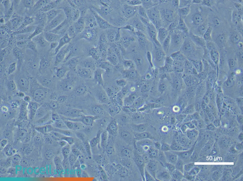 Mouse Colonic Mucosal Epithelial Cell Complete Medium - small - 4