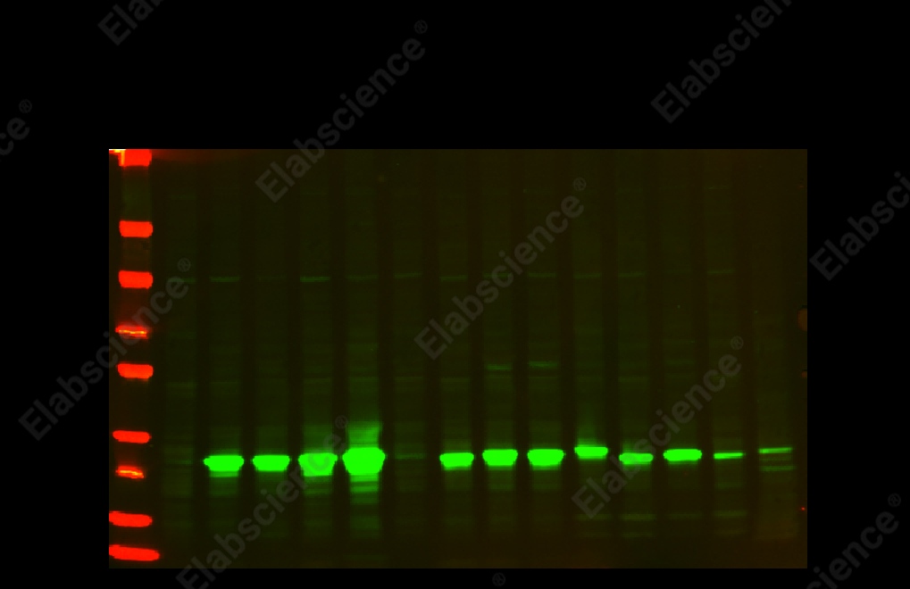 Recombinant NQO1 Monoclonal Antibody - 2
