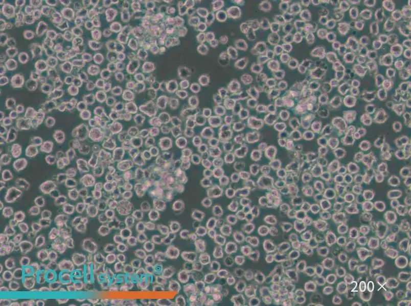 EL4 Cell Complete Medium - small - 5